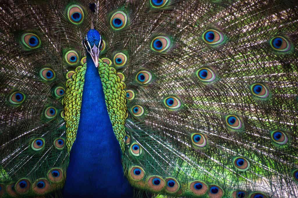 Peacock, one of the most beautiful animals in the world.