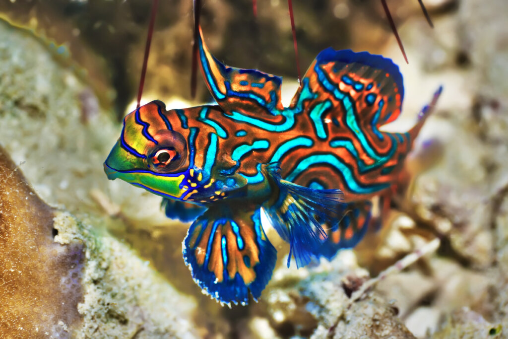 mandarin fish.