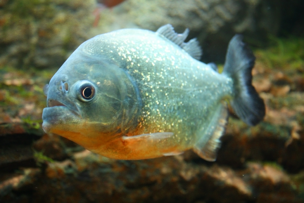 Piraña