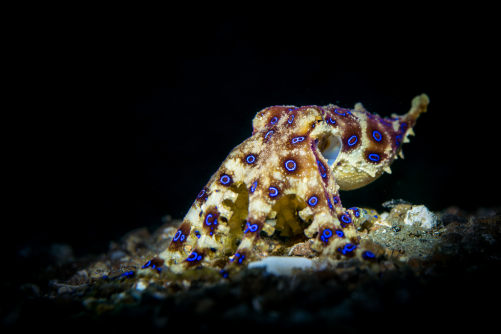 Los 13 animales más peligrosos del mundo