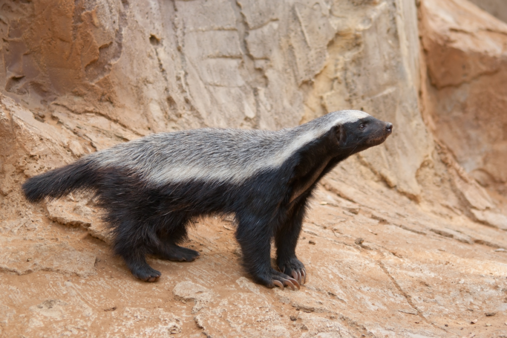 Ratel