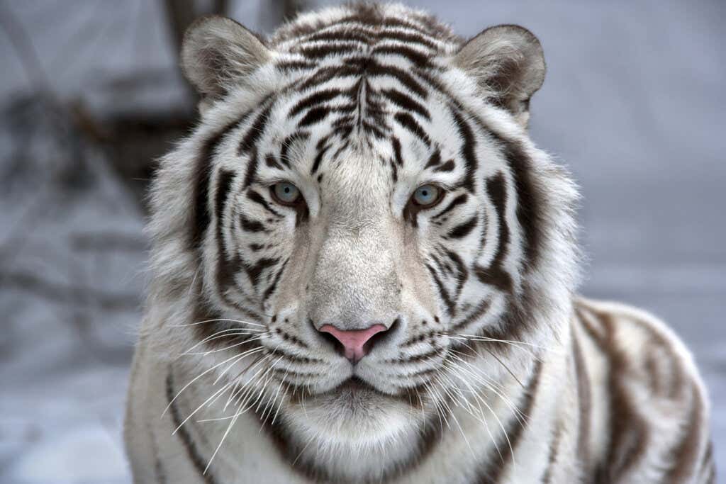 Tigre de bengala branco, um dos animais mais bonitos