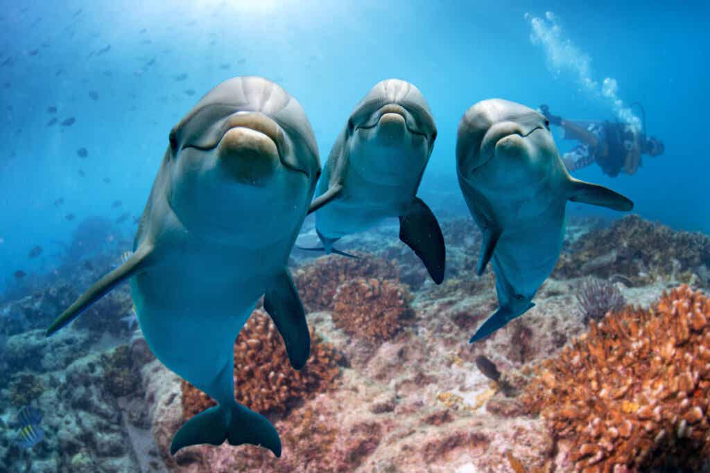 Tre delfini che rappresentano l'altruismo reciproco.