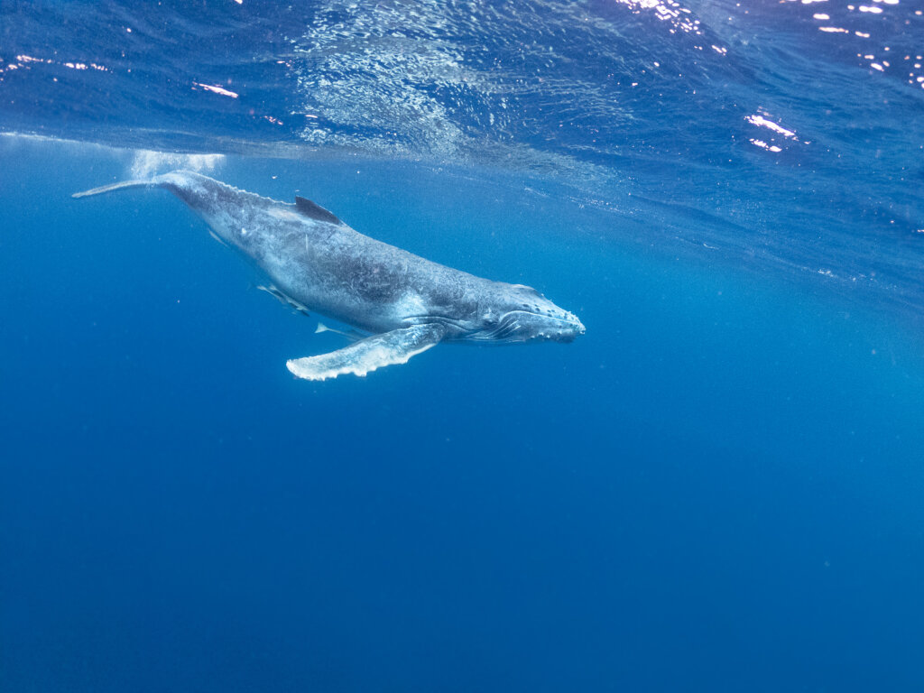 Los animales más raros del mundo viven en el mar