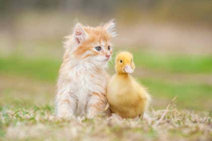 La amistad entre animales