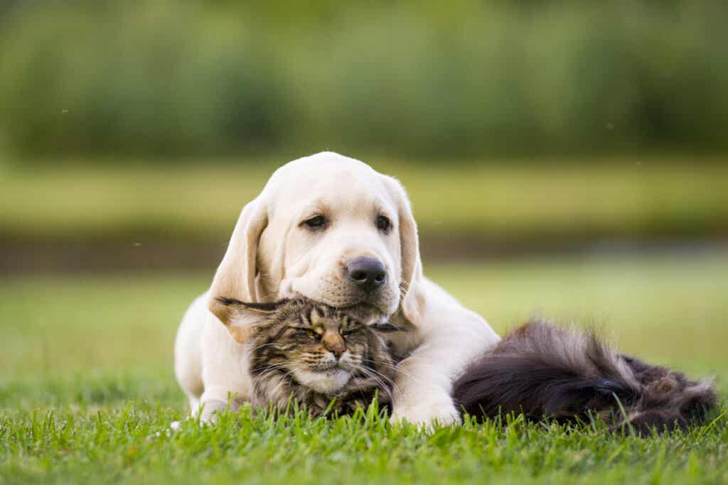 Amistad entre perro y gato