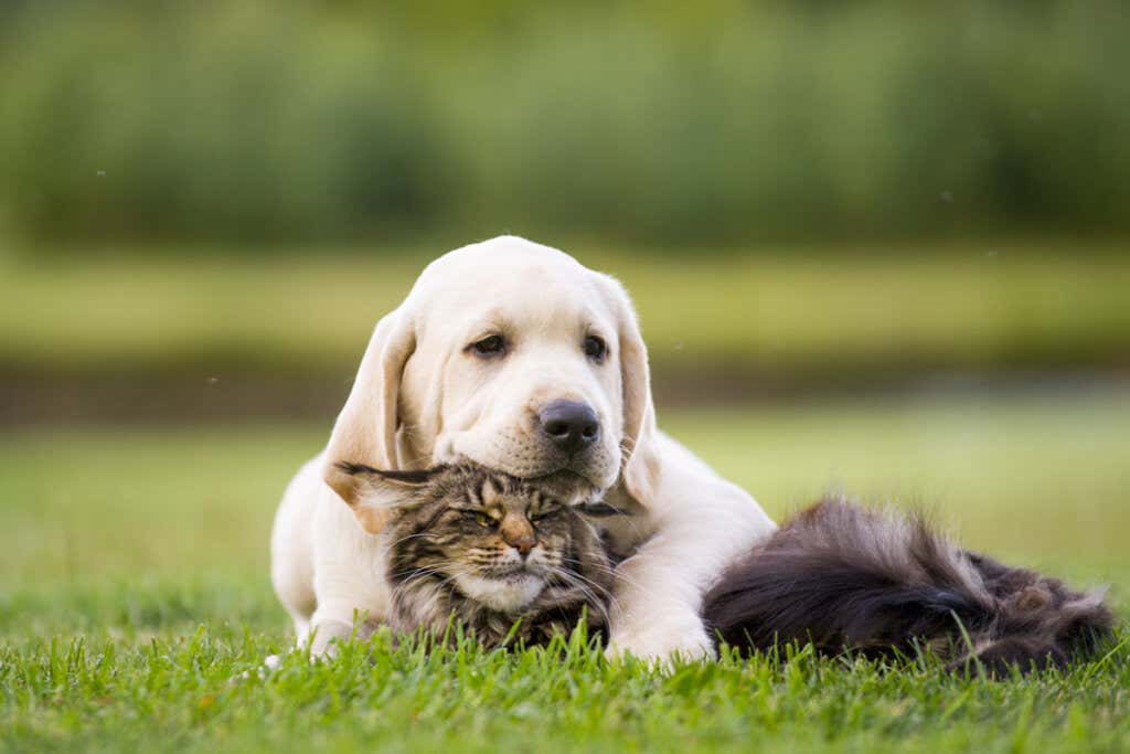 tierische Freundschaft zwischen Hund und Katze