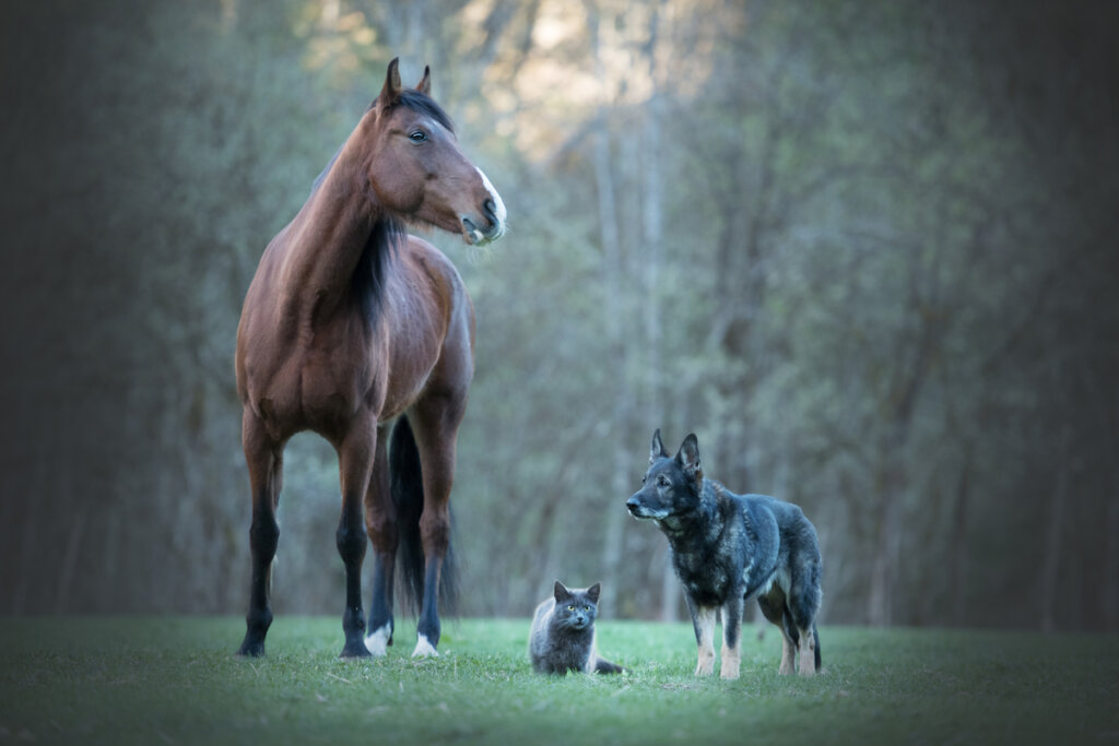 Tierische Freundschaft zwischen verschiedenen Arten Gedankenwelt