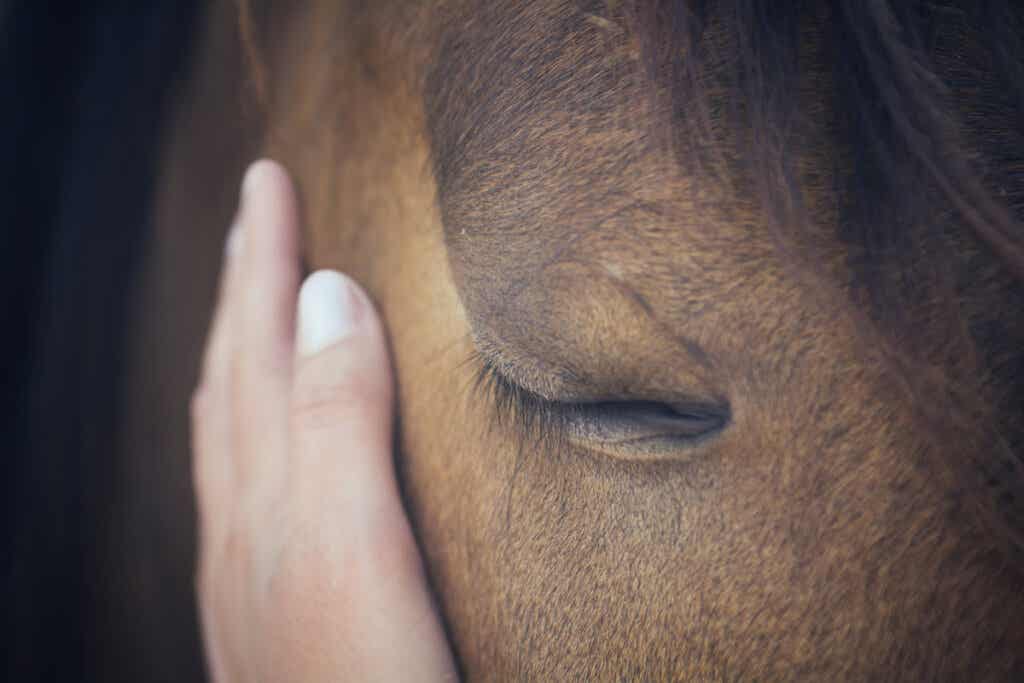 Wie drücken Pferde ihr Einfühlungsvermögen aus?