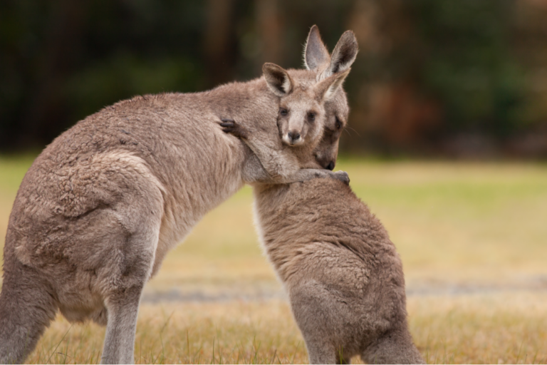 ¿Los animales se abrazan?