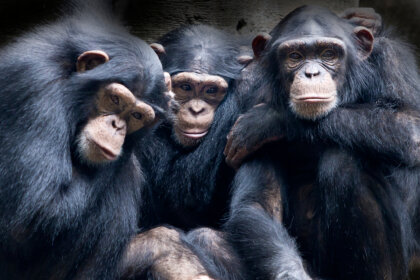 Los 4 animales con más empatía
