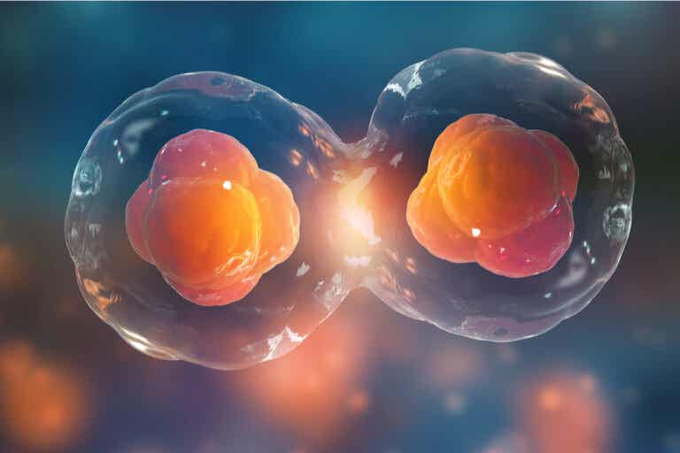 Las 7 diferencias entre mitosis y meiosis