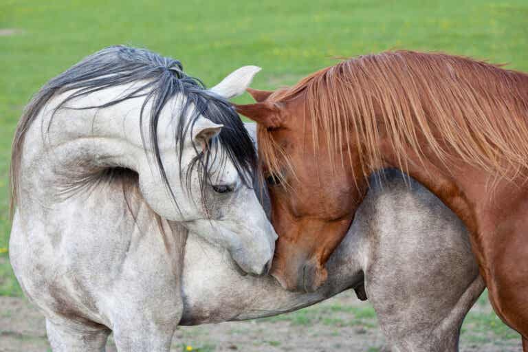 La empatía en los caballos