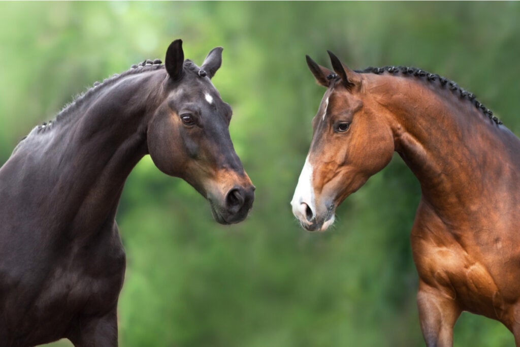 Dos caballos mirándose con empatía