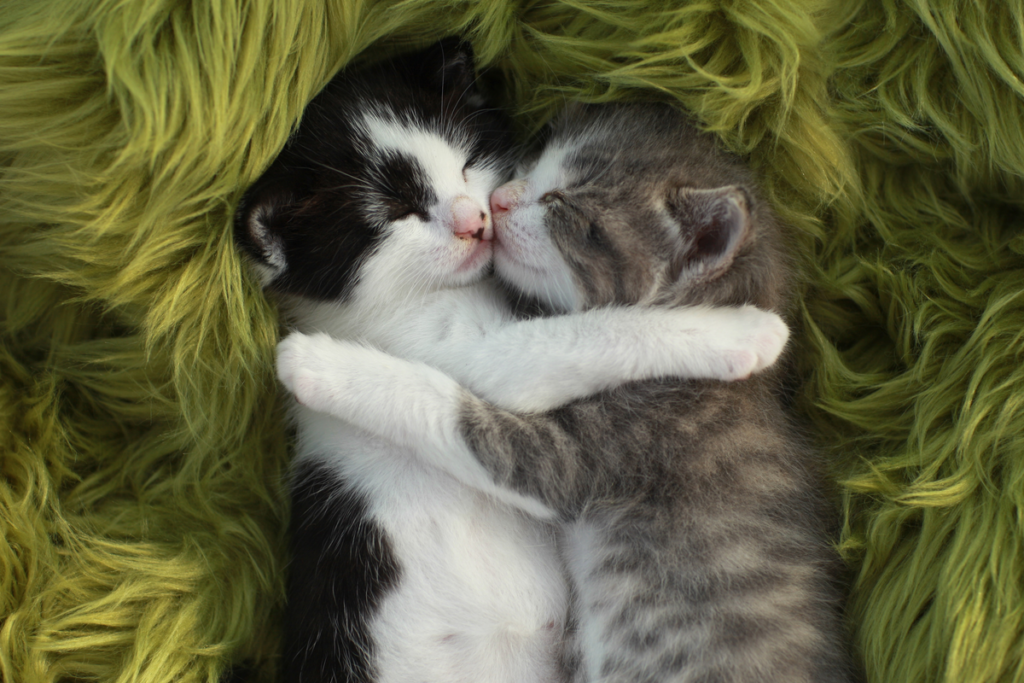 Gatos abrazándose