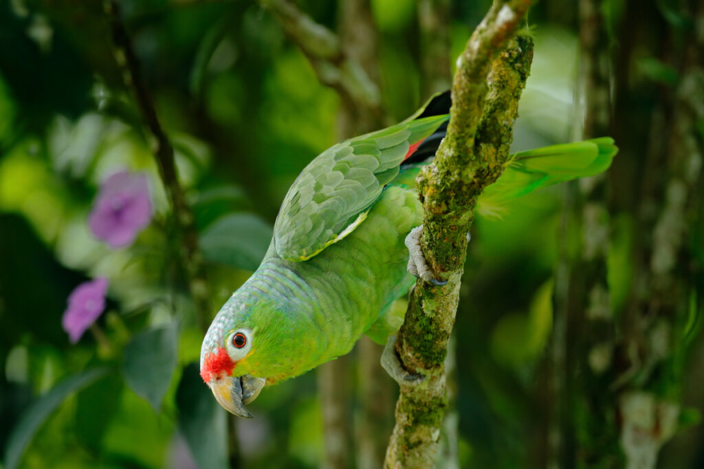Loro en una rama