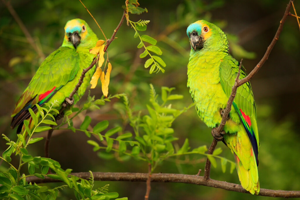 Loros