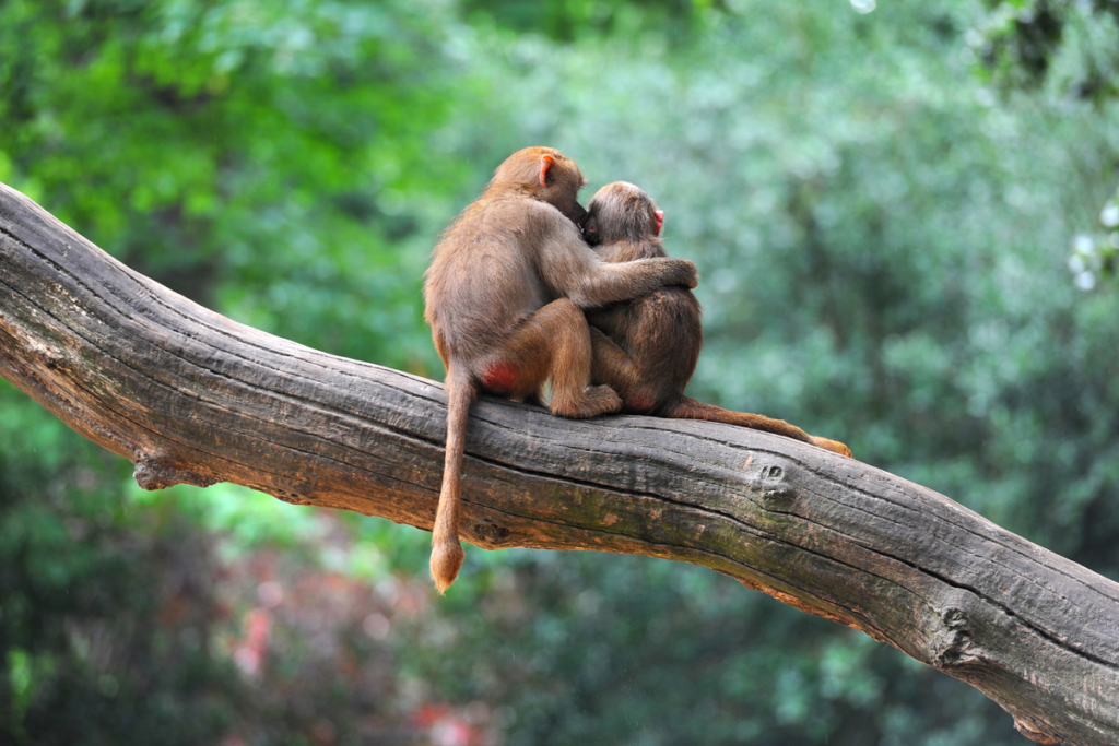 Monkeys hugging