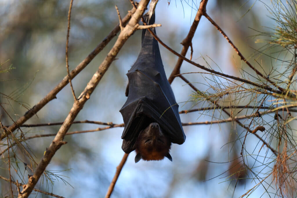 Chauve-souris accrochée à un arbre