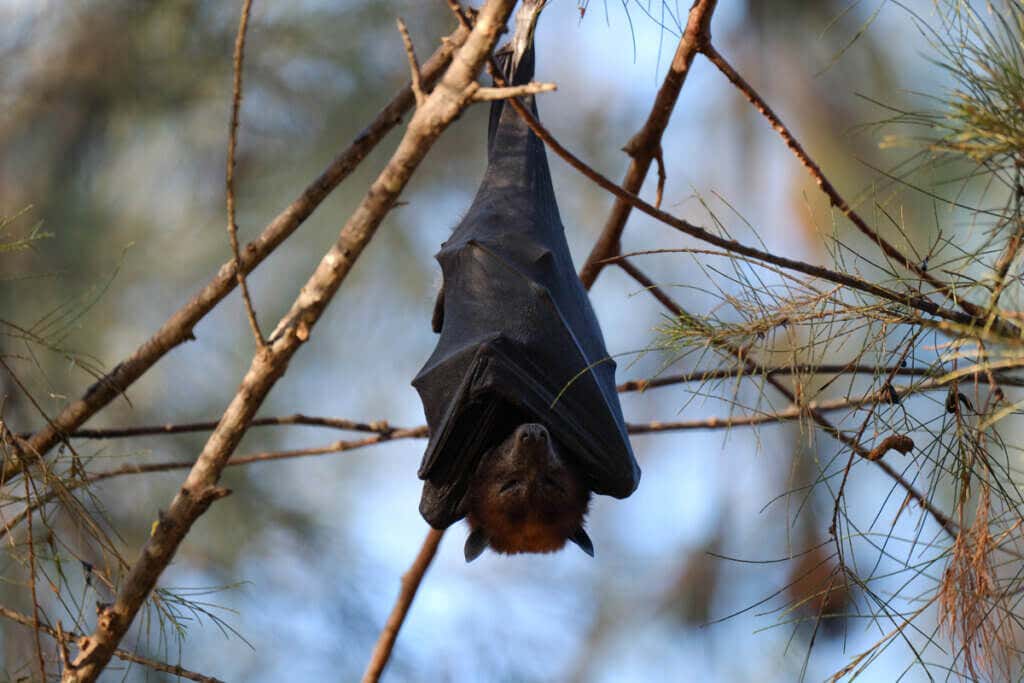 Morcego pendurado em uma árvore