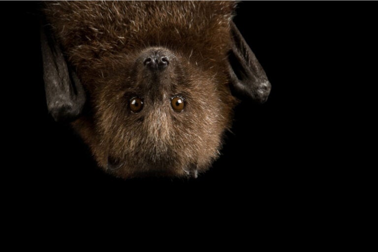 9 curiosidades sobre los murciélagos