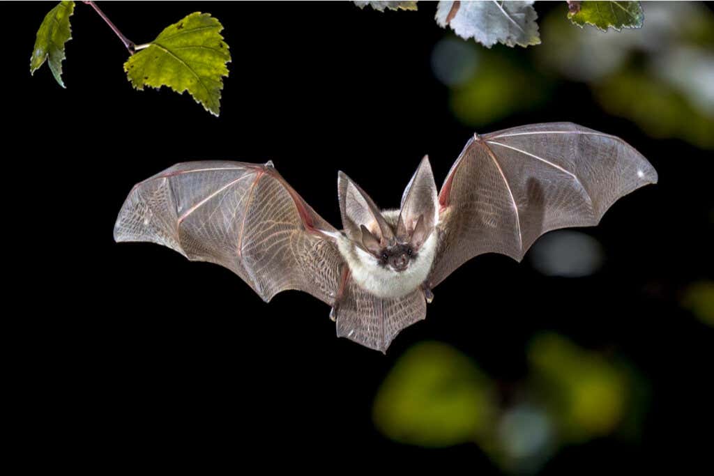 Morcego voando à noite