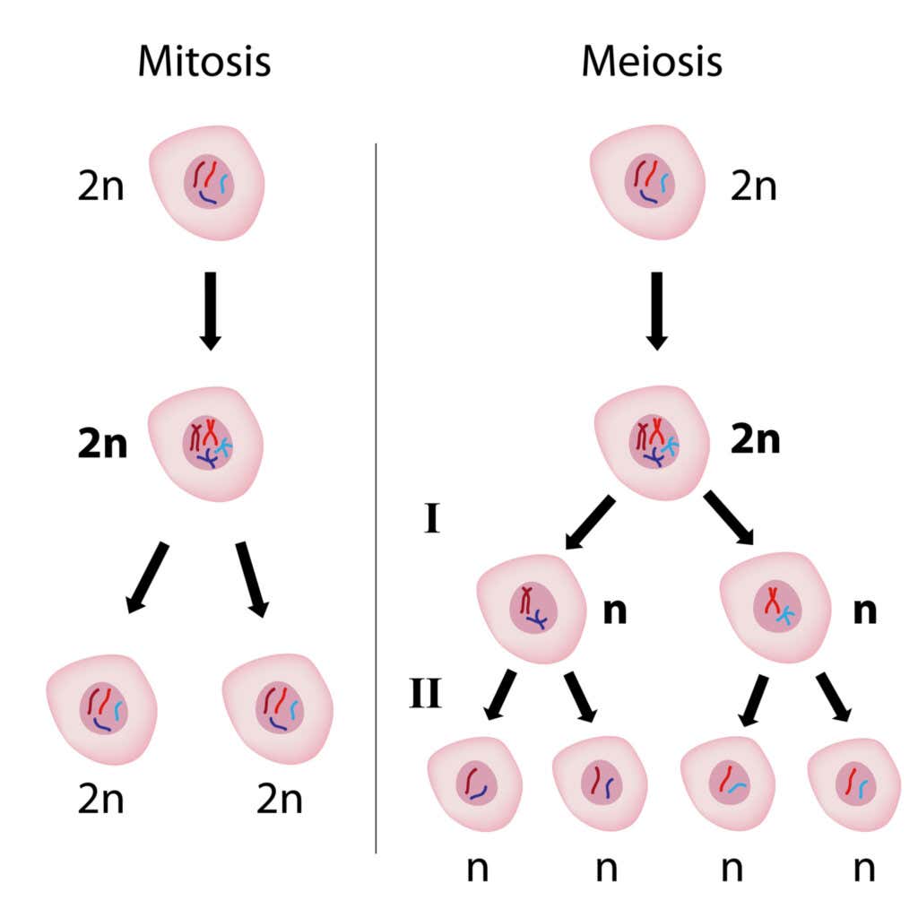 Les différences entre la mitose et la méiose