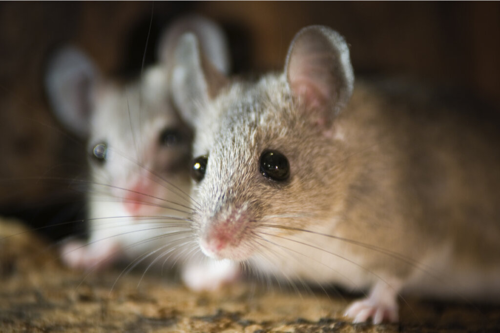 Souris
