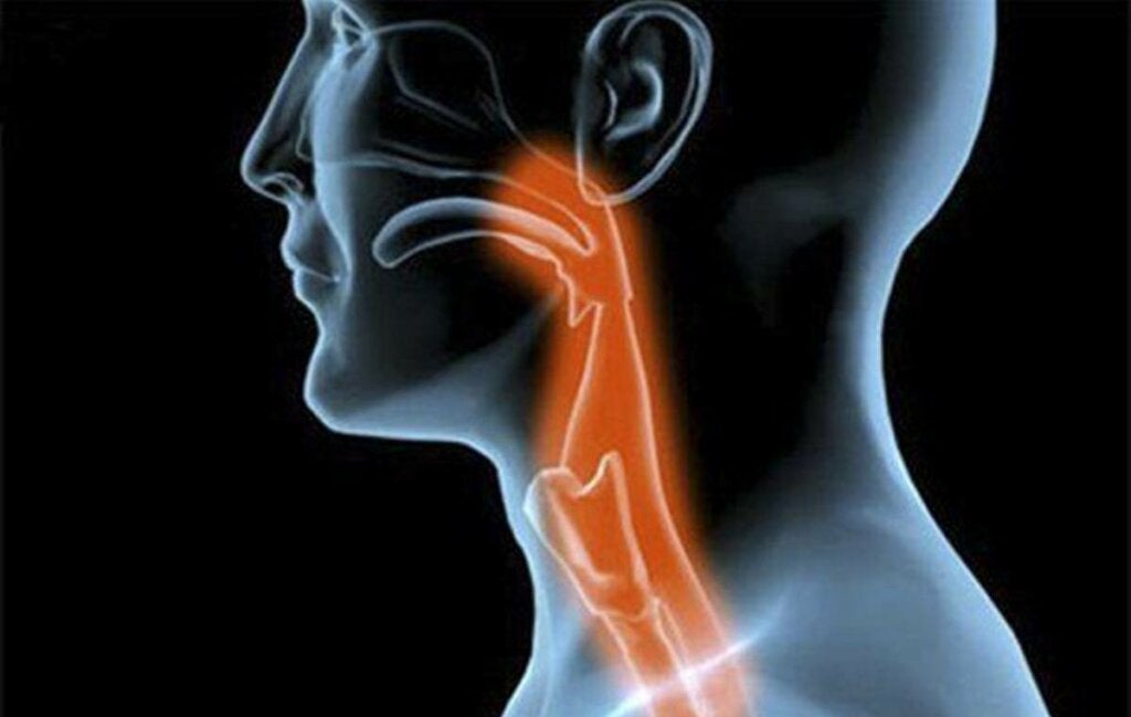 face with illuminated pharynx to represent how people with dementia have trouble swallowing food