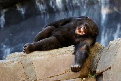 ¿Los animales tienen sentido del humor?
