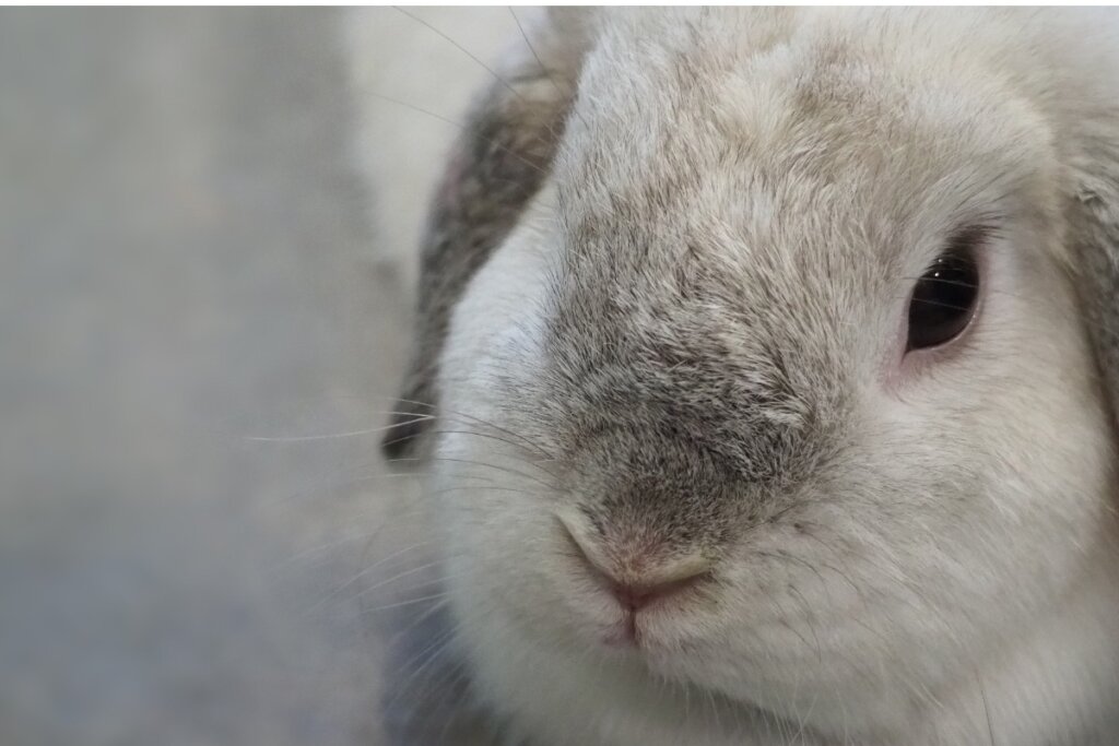 Conejo
