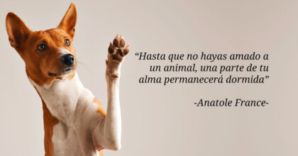 204 frases sobre el amor por los animales
