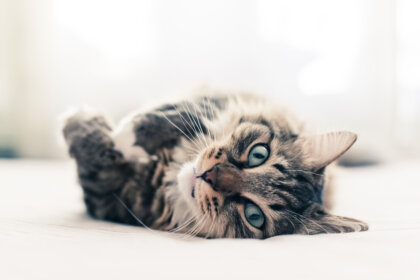10 curiosidades sobre los gatos