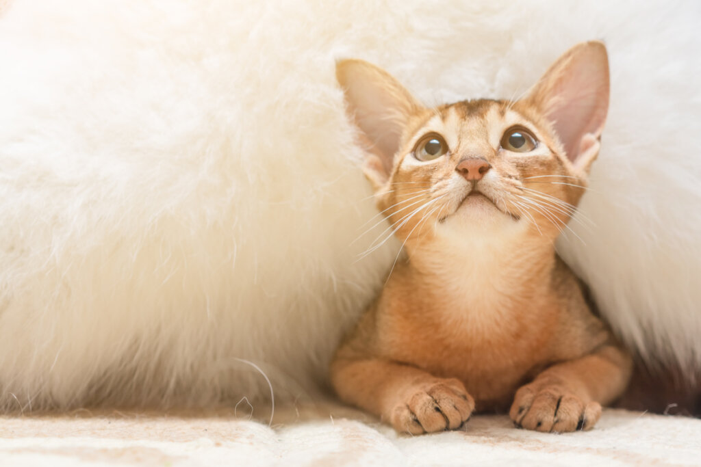 curiosités sur les chats