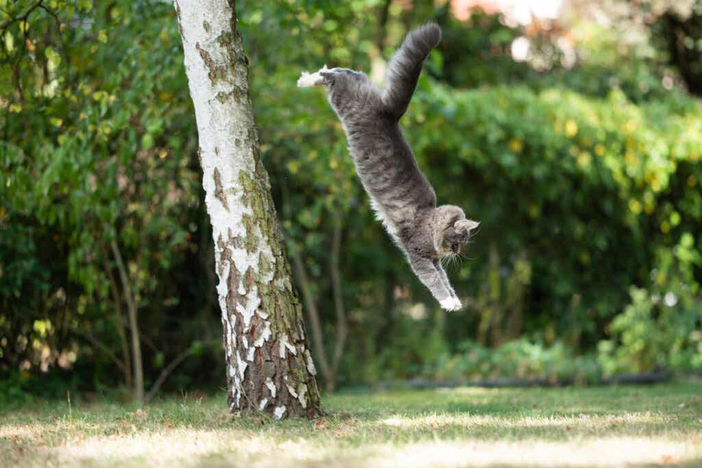A cat landing on its feet, one of the curious facts about cats.