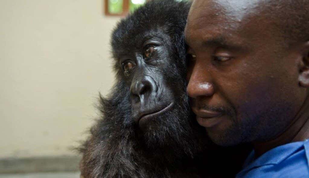 Verzorger met de gorilla Ndakasi