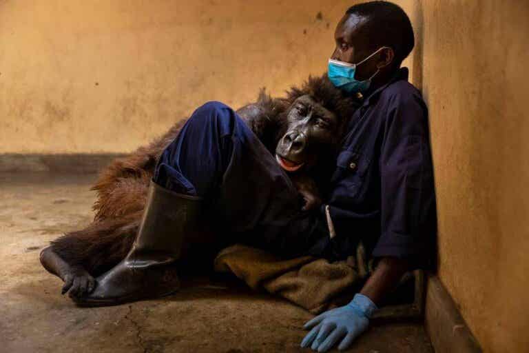 La gorila Ndakasi deja este mundo en brazos de su cuidador
