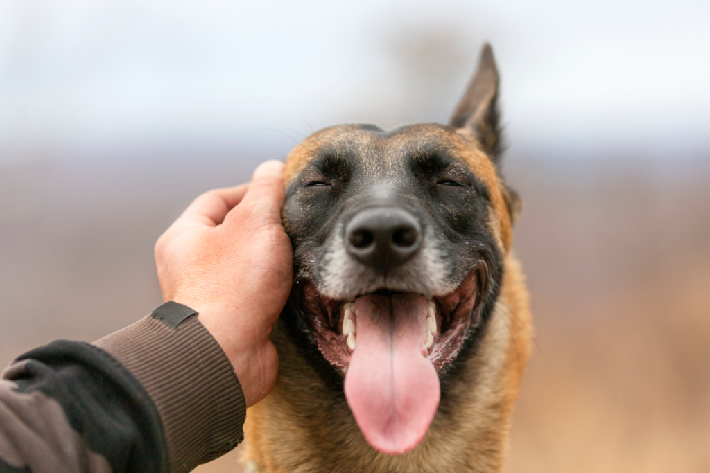 Homme caressant un chien