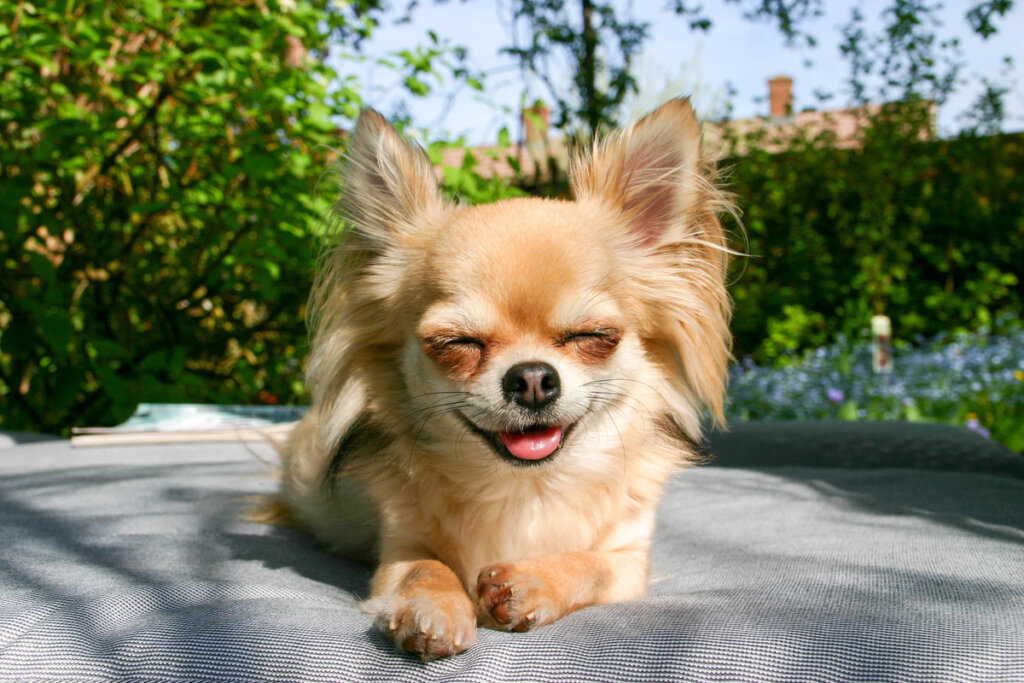Laughing dog