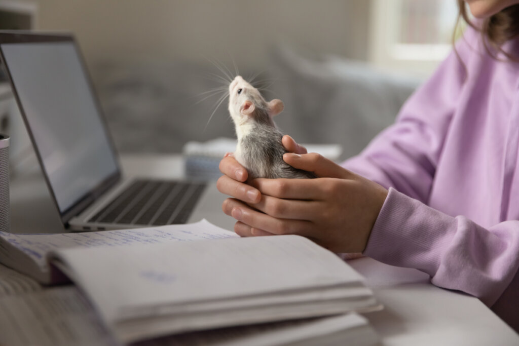 Rat with girl