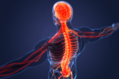 Sistema nervioso simpático y parasimpático: diferencias y características
