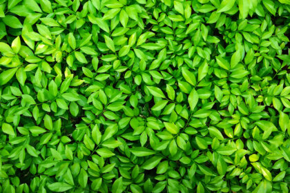 ¿Qué significa el color verde en psicología?