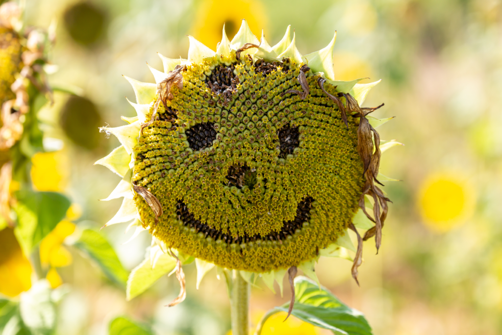 Słonecznik z uśmiechem