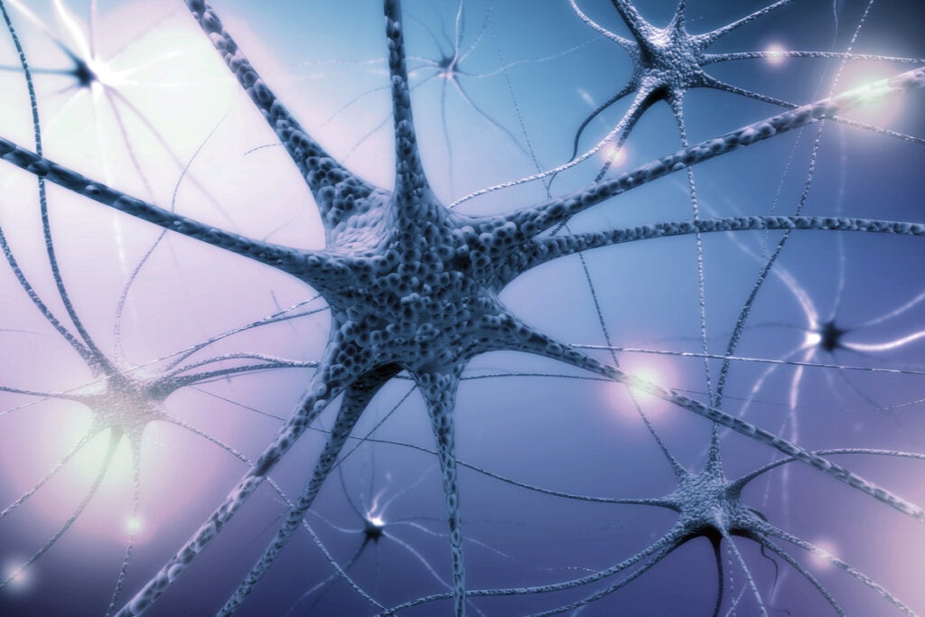Neurone del sistema nervoso.