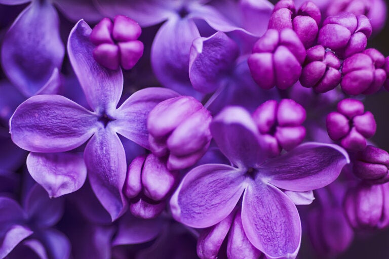 ¿Qué significa el color lila en psicología?