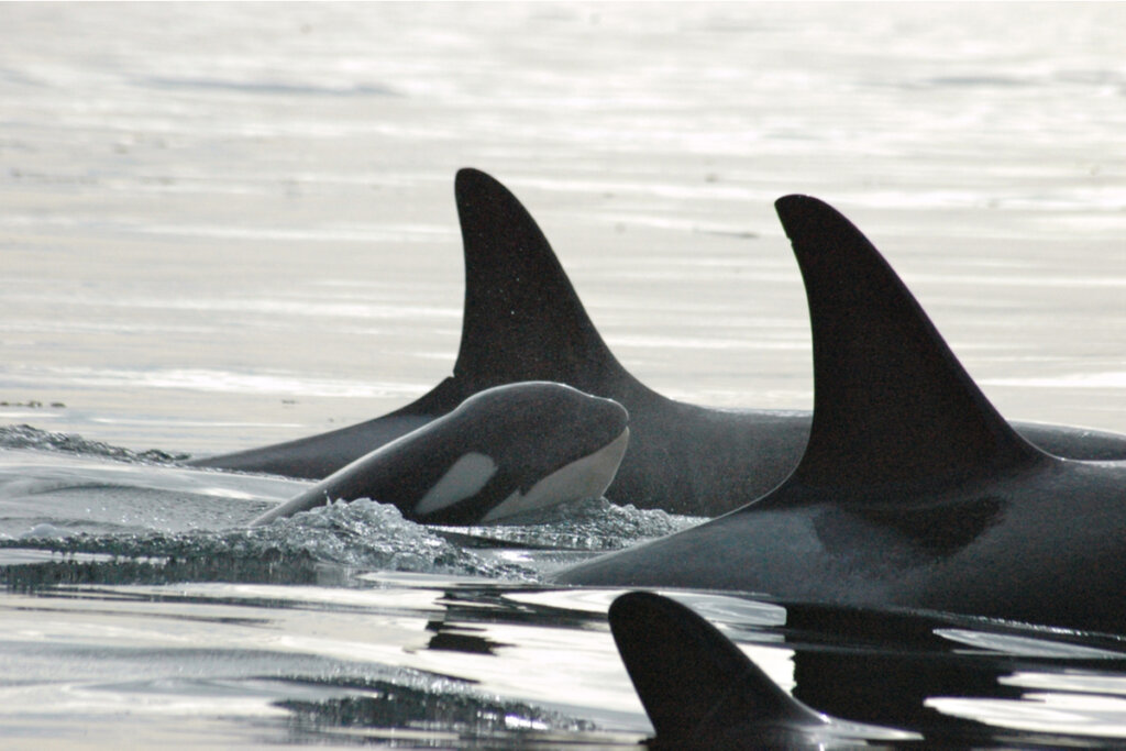 Orcas en el mar