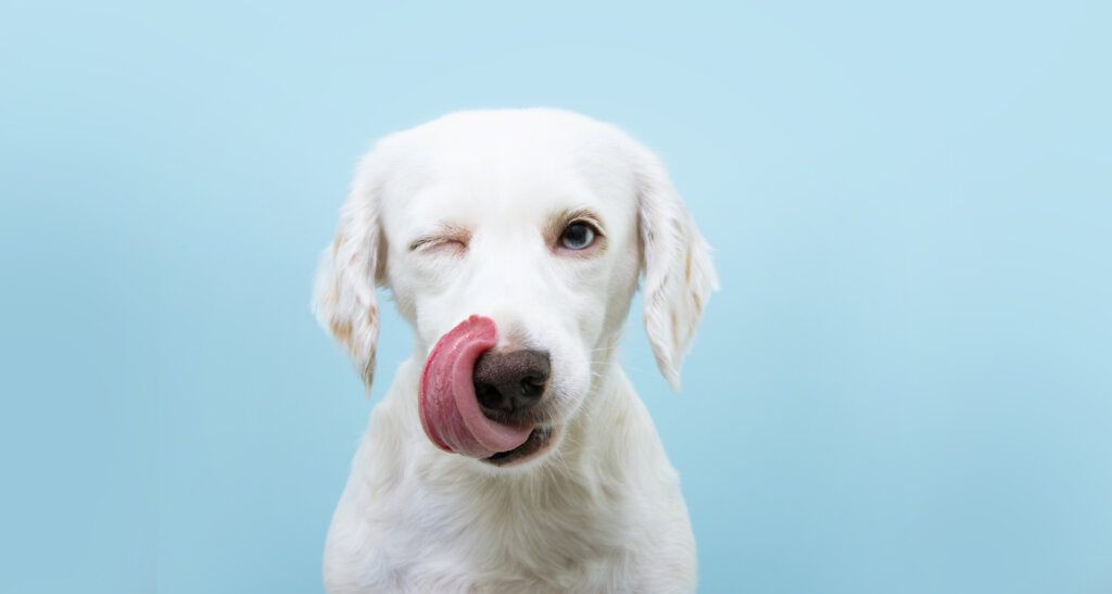 Perro lamiéndose