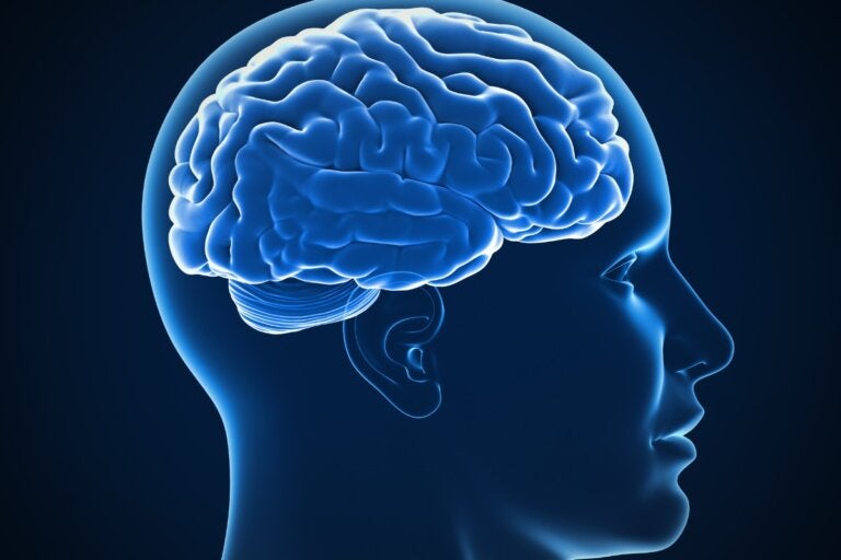 La corteza cerebral: características, funciones y partes