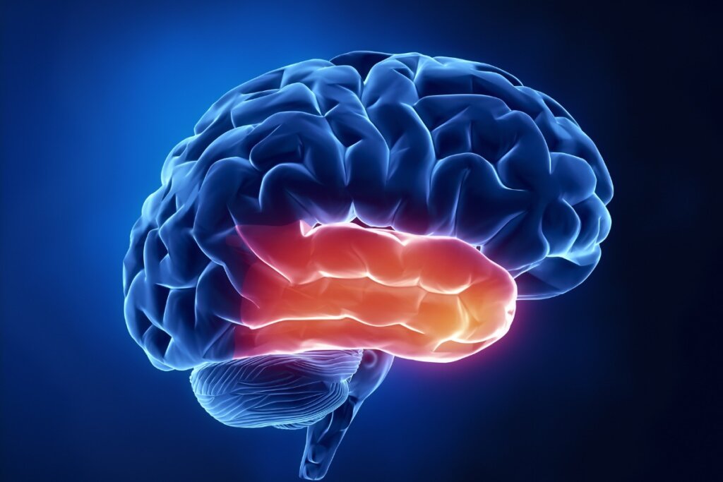 lobe temporal