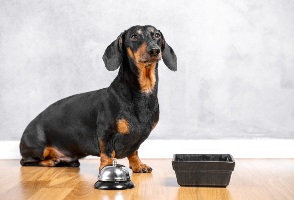 Behaviorismus und Konditionierung: Verhaltenstraining von Hunden
